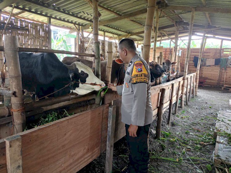 Topang Ketahanan Pangan, Peternak Sapi di Sidokepung Buduran Diberi Motivasi Polisi